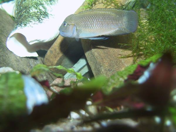 Telmatochromis cf. temporalis 'Mbita Island'